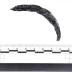 Shackle Loop Fragment