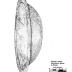 Artifact Drawing - Pewter Basin
