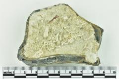 Onion Bottle Fragments