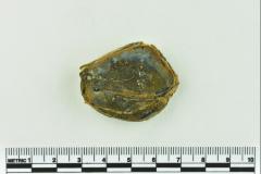 Onion Bottle Fragments