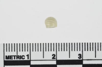 Trade Bead
